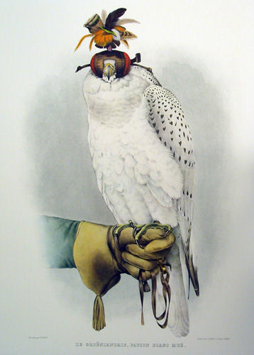 falcon.jpg